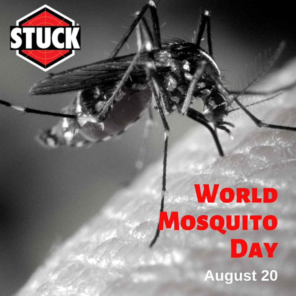 World Mosquito Day and Vector Control