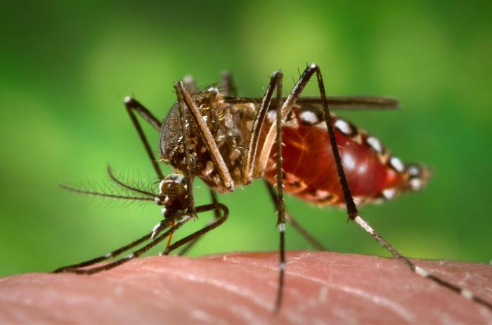 10 Common Mosquito Breeding Sites Around Your Home